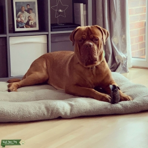 Stud dog available  Listing Image