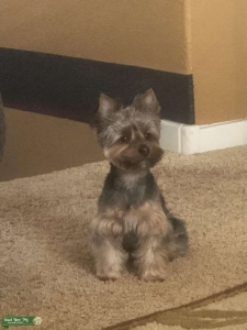 Handsome AKC Certified Stud Listing Image