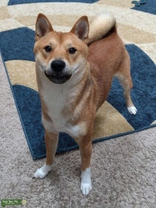 Shiba Inu Stud Listing Image