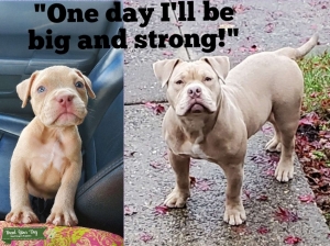 American Bully Available for Stud Listing Image