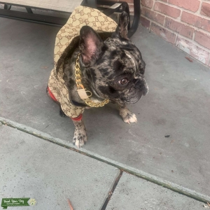 Frenchie merle bulldog  Listing Image