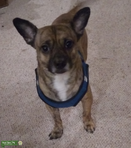 Brindle Chiweenie for stud Listing Image