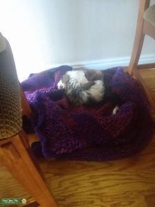 Lovely shih tzu Listing Image