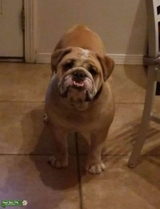 Fawn and White Bulldog  Listing Image