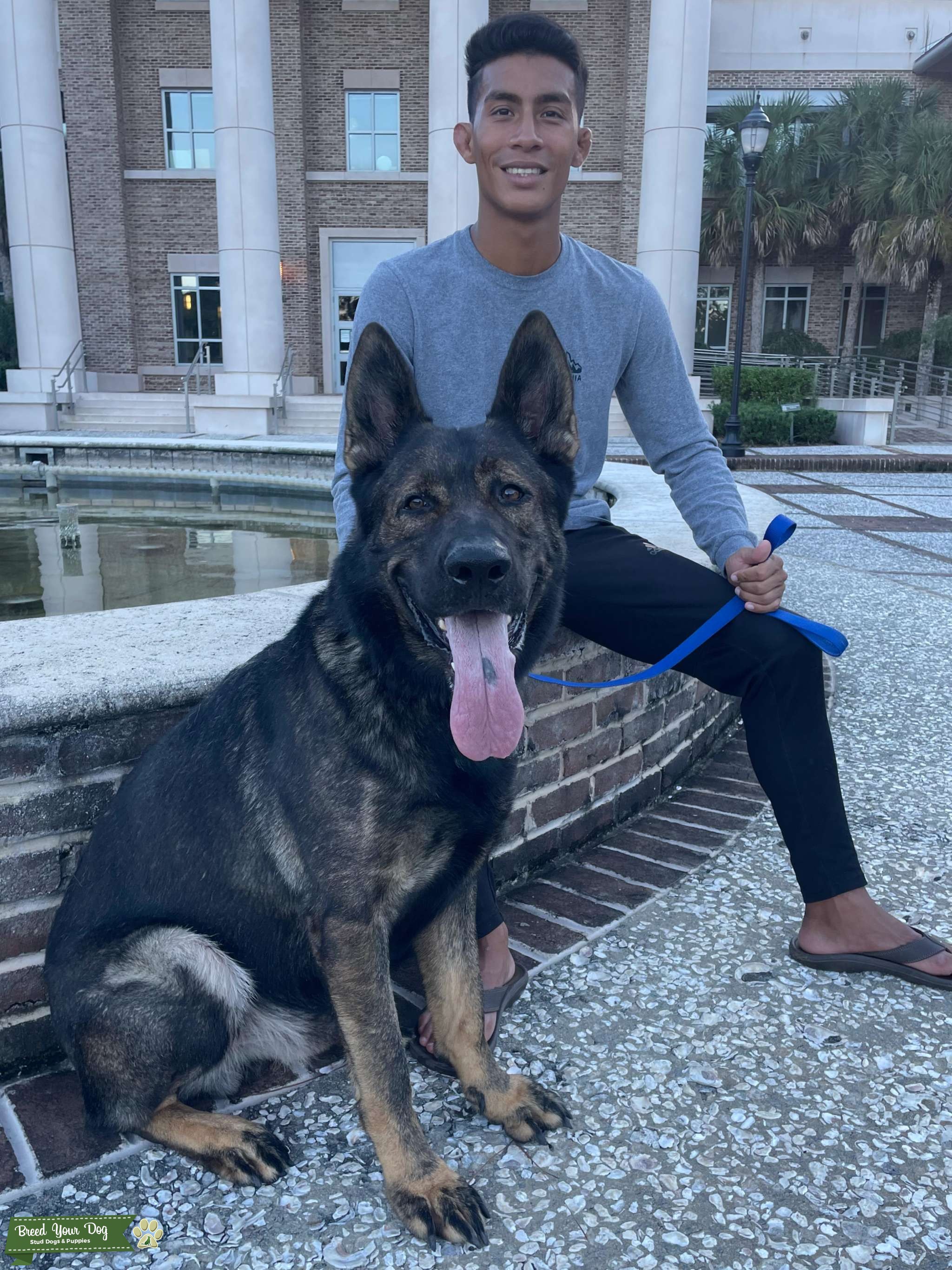 AKC and CKC Registered German Shepherd Stud Service Stud Dog in South