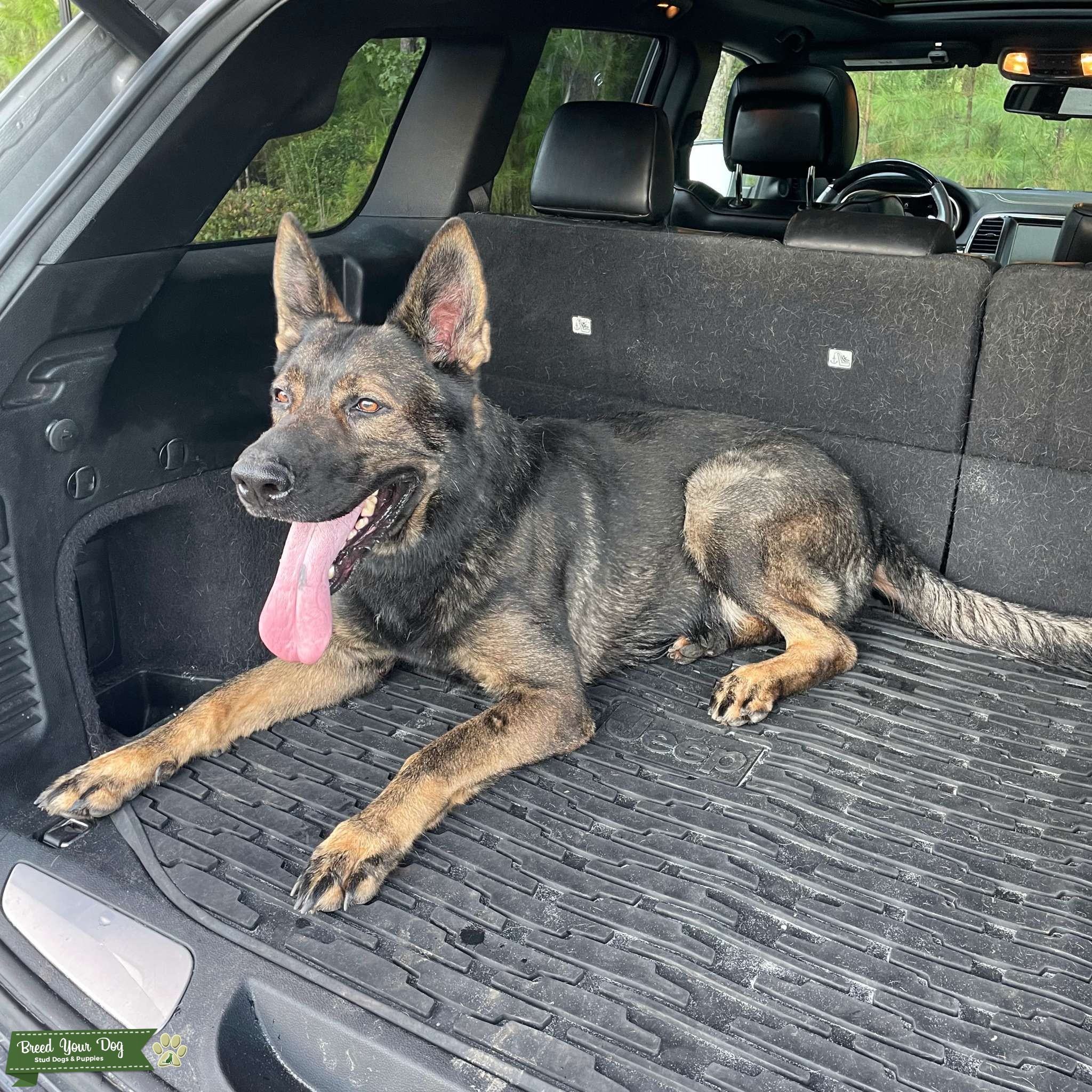 AKC and CKC Registered German Shepherd Stud Service Stud Dog in South