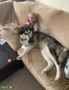 Alaskan malamute great with family’s  Listing Image