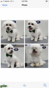 Maltese/Mini Poodle Male Listing Image