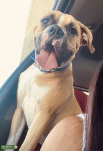 Full blooded boxer stud Listing Image