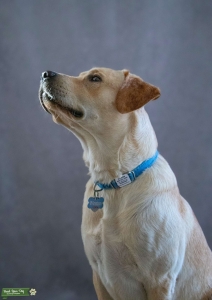 Yellow Labrador Retriever Listing Image