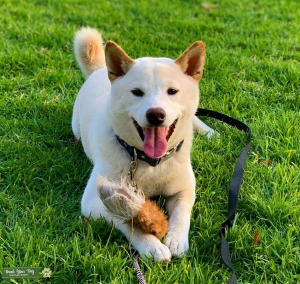 Shiba Inu Stud Listing Image