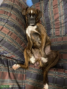 Handsome boxer  Listing Image