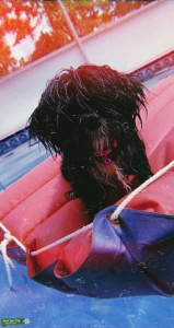 Black and white shih tzu Listing Image