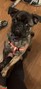 Male Brindle Pug Stud Listing Image
