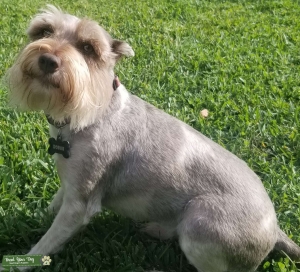 Miniature Schnauzer (gray & white) Listing Image