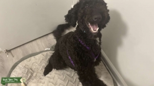 Black F1B Goldendoodle  Listing Image