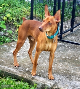 Red Miniature Pinscher Listing Image