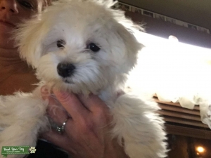 Wookie the Maltichon wants to be a mama! Listing Image