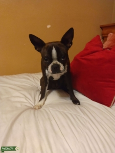 Boston terrier Listing Image