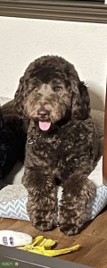 ( Kovu )Chocolate Brown F1B Goldendoodle Listing Image
