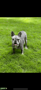 Blue Merle French Bulldog 9 months  Listing Image