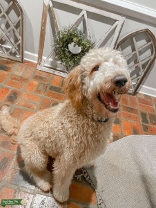 Standard Golden Doodle Listing Image