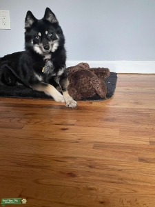 Pomsky Listing Image