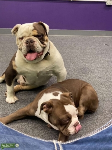 Chocolate Tri English Bulldog (STUD) Listing Image