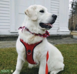 English Cream Golden Retriever Stud Listing Image