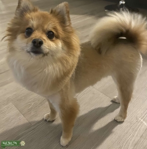 White and brown Full Breed Pomeranian  Listing Image