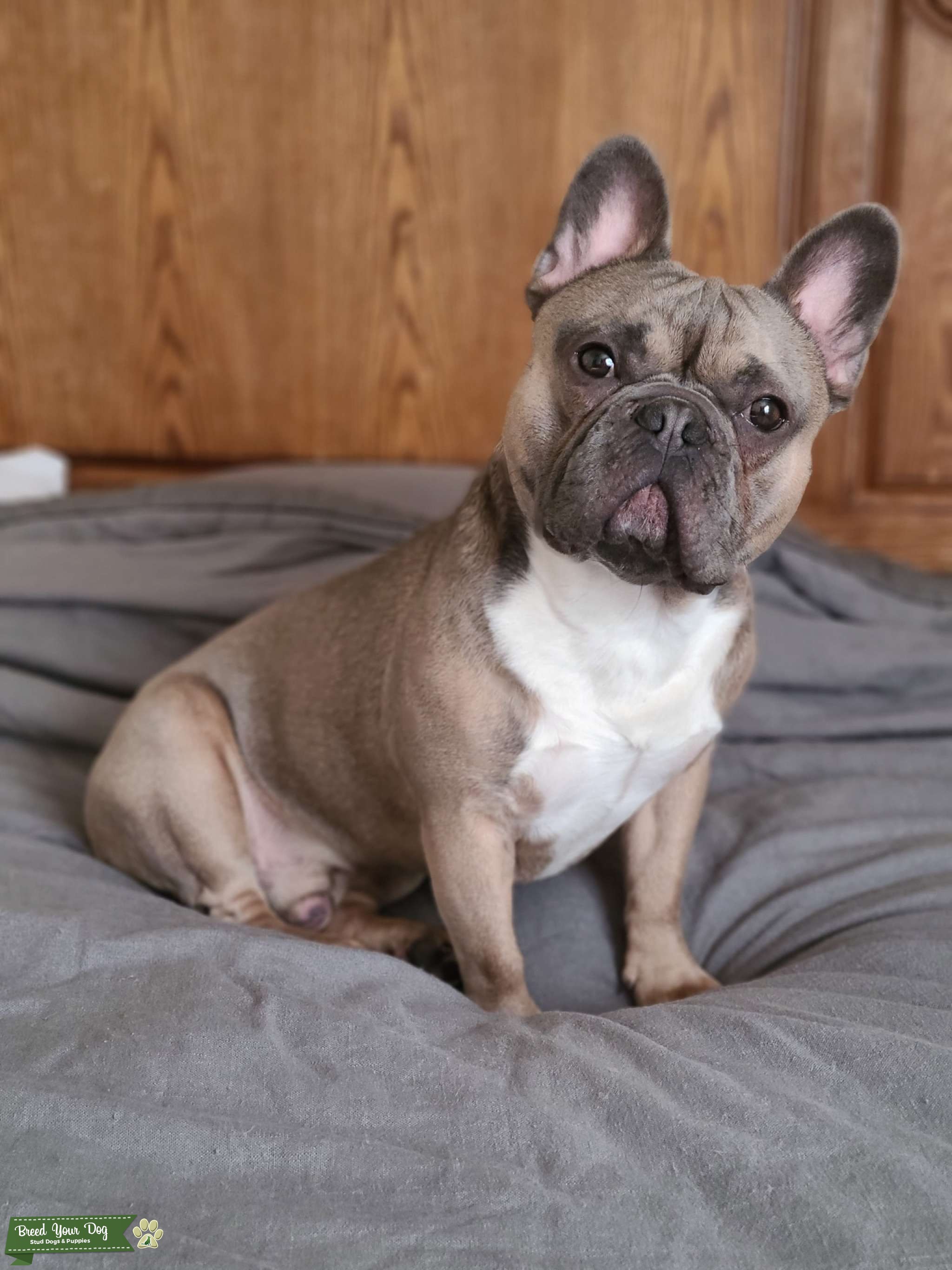 AKC Blue Masked Fawn, French Bulldog - Stud Dog Virginia, Minnesota