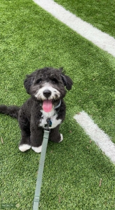 Male Mini Bernedoodle Listing Image