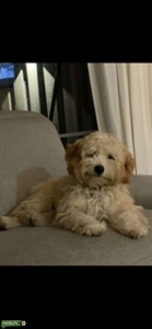 Cavapoo male Listing Image