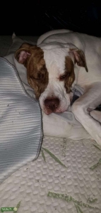 BullMastiff mix Listing Image