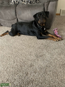 Purebred German Rottweiler  Listing Image