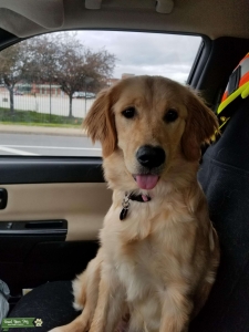 Golden Retriever  Listing Image