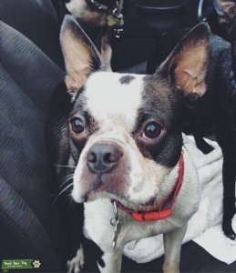 Boston Terrier Male Looking for Female to Breed with Listing Image