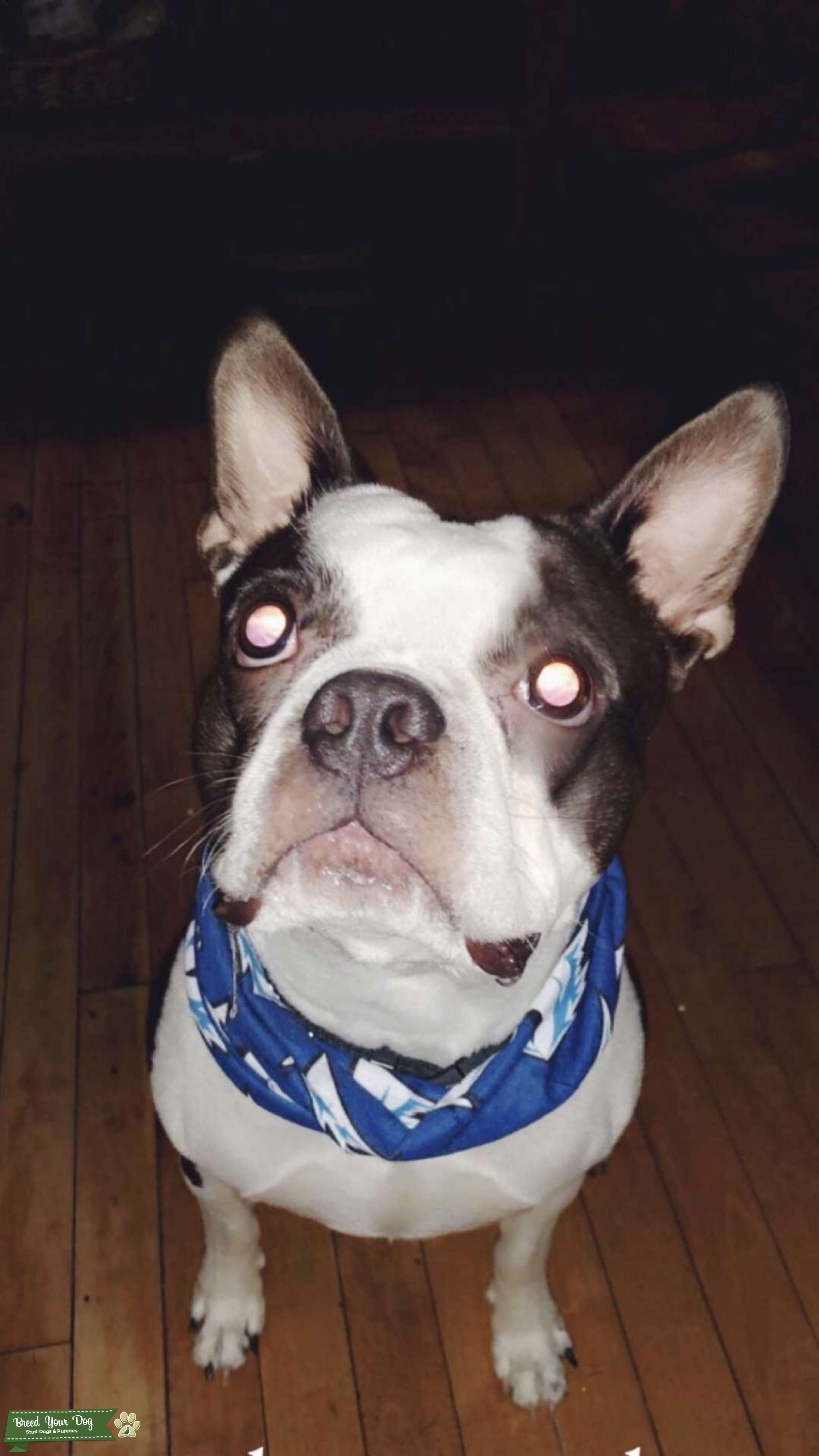 Boston Terrier Male Looking for Female to Breed with Stud Dog in