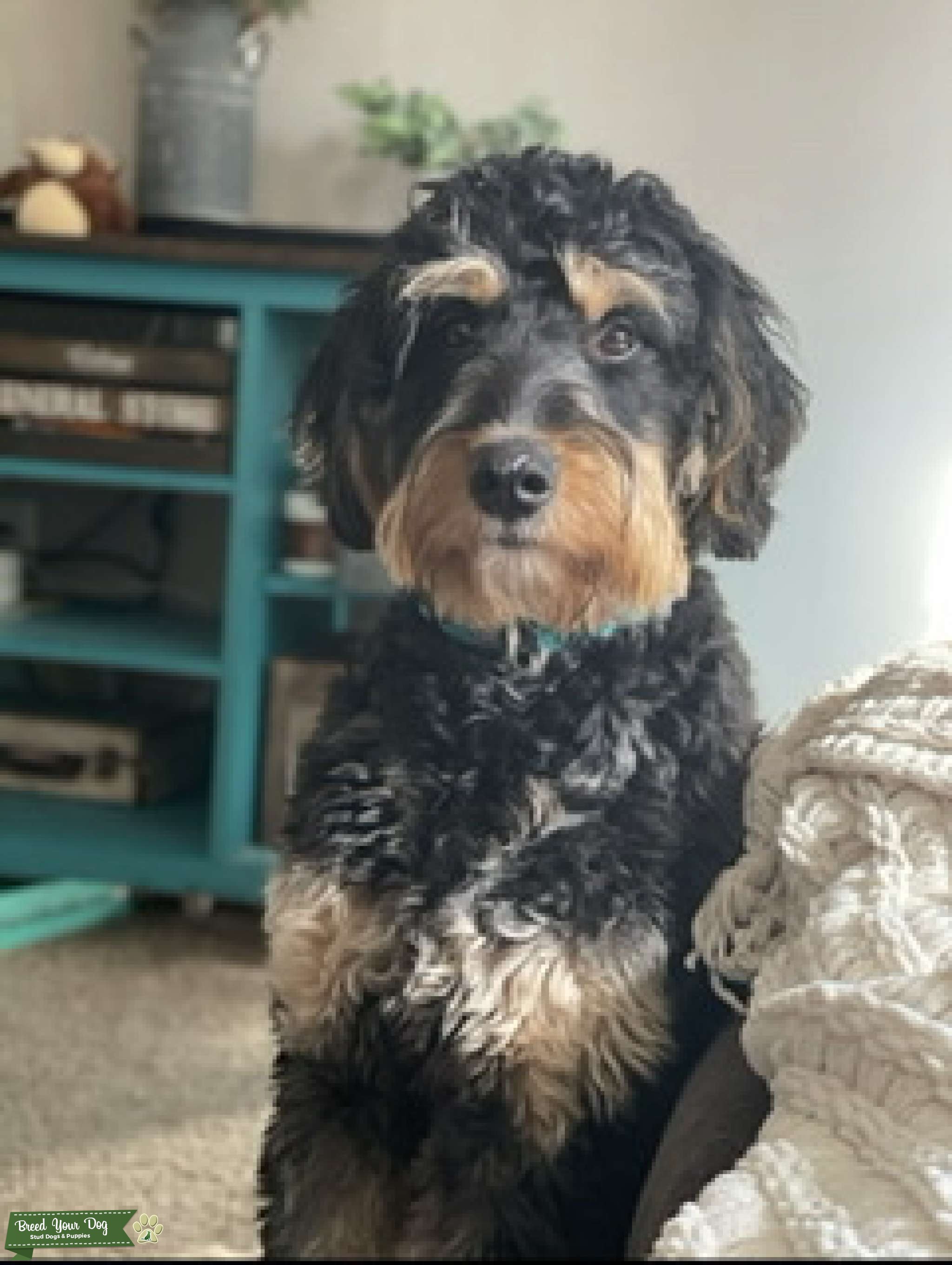Bernedoodle Stud Dog in Northern KY, the United States Breed Your Dog