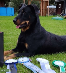 Beauceron - Stud Dod Listing Image