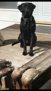 Black Lab Stud Listing Image