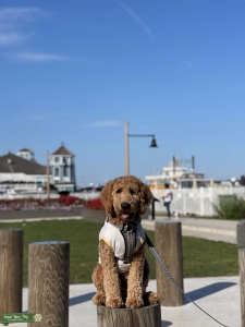 F2B GoldenDoodle Listing Image