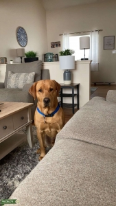 Red Labrador Retriever  Listing Image