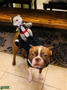Brown Boston Terrier Stud Listing Image