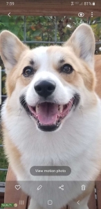 Triple Clear Proven Corgi Stud Listing Image