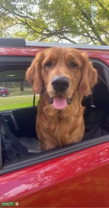 Dark Red Golden Retriever Listing Image