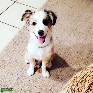 Tri Merle Mini Australian shepherd for stud Listing Image
