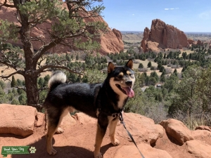 Black and Tan Shiba Inu - Male Listing Image