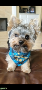 Yorkie Stud! Listing Image