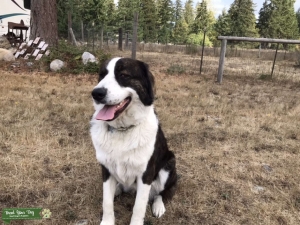 Looking for Bernese Mountain dog stud Listing Image